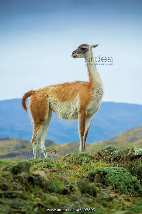 : Guanaco (Llama guanicoe), also, is on lookout : Guanaco (Llama guanicoe), also, is on lookout