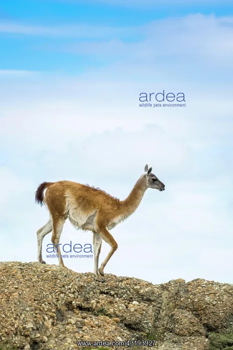 : Guanaco (Llama guanicoe), also, runs on rocks : Guanaco (Llama guanicoe), also, runs on rocks