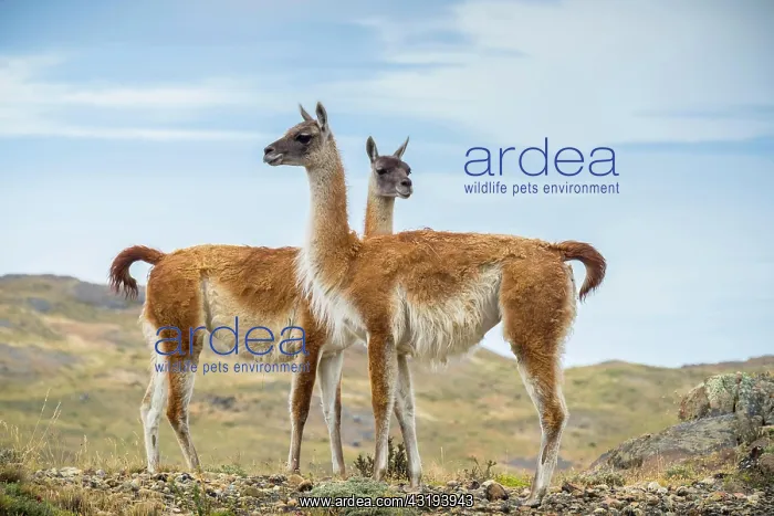 : Two Guanaco (Llama guanicoe) are located in the : Two Guanaco (Llama guanicoe) are located in the