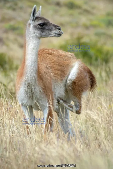 : Guanaco (Llama guanicoe), scratches with one leg : Guanaco (Llama guanicoe), scratches with one leg
