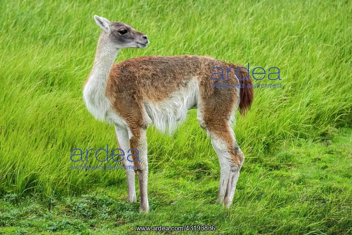 : Guanaco (Llama guanicoe), stands on green grass : Guanaco (Llama guanicoe), stands on green grass