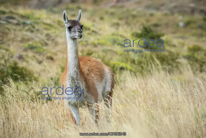 : Guanaco (Llama guanicoe), stands in high grass : Guanaco (Llama guanicoe), stands in high grass