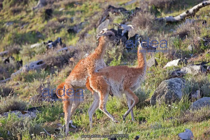 : Guanaco mating : Guanaco mating