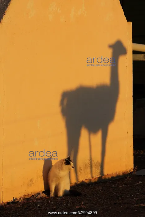 : Guanaco silhouette and Cat : Guanaco silhouette and Cat