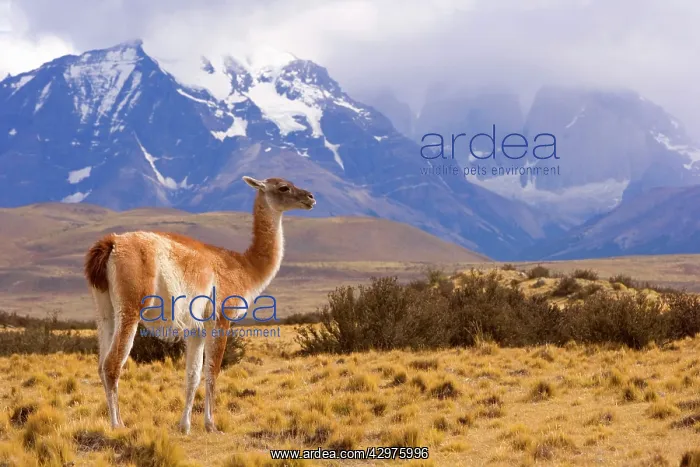 : Guanaco - a single adult standing in front of the : Guanaco - a single adult standing in front of the