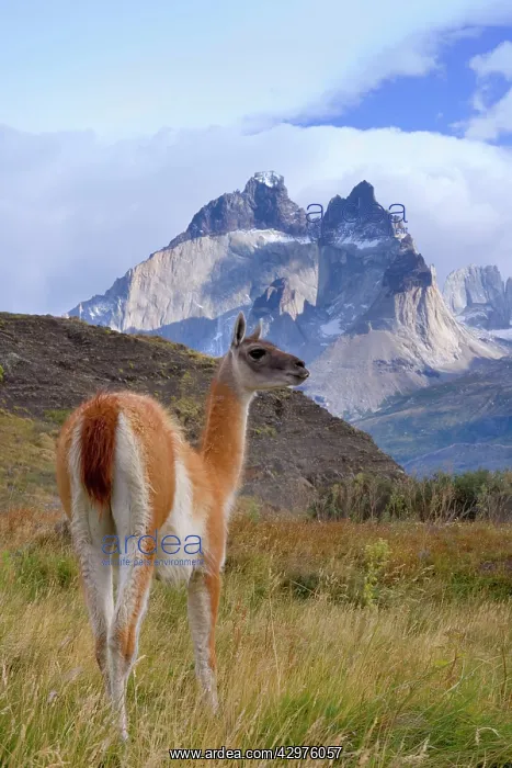 : Guanaco - single adult standing in front of Cuernos : Guanaco - single adult standing in front of Cuernos