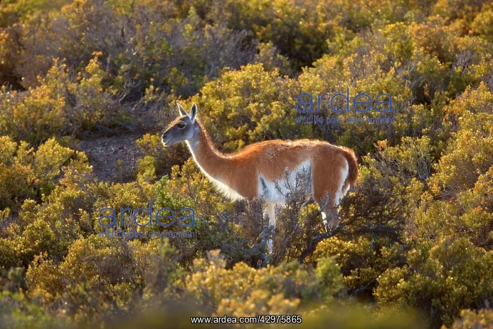 : Guanaco - single adult standing in the pampa feeding : Guanaco - single adult standing in the pampa feeding