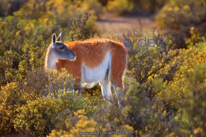 : Guanaco - single adult standing in the pampa feeding : Guanaco - single adult standing in the pampa feeding