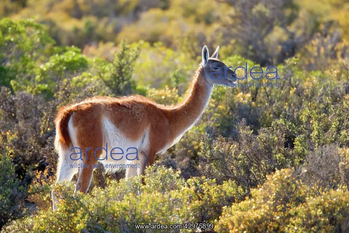 : Guanaco - single adult standing in the pampa feeding : Guanaco - single adult standing in the pampa feeding