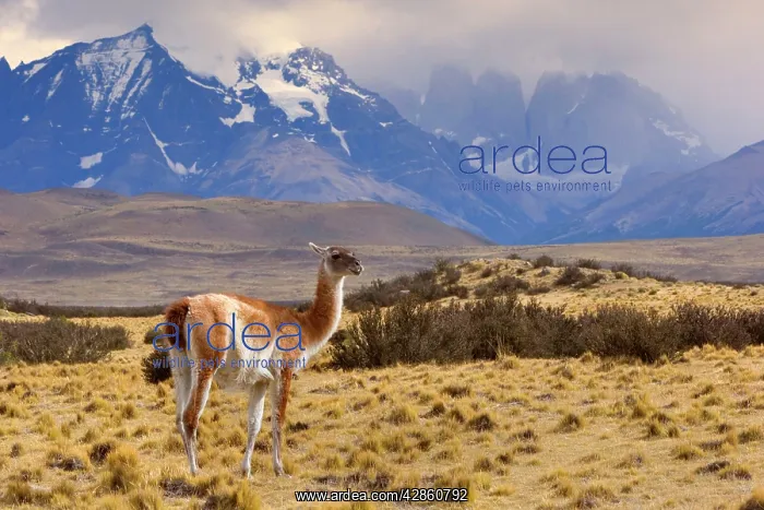 : Guanaco - single adult standing in front of Torres : Guanaco - single adult standing in front of Torres