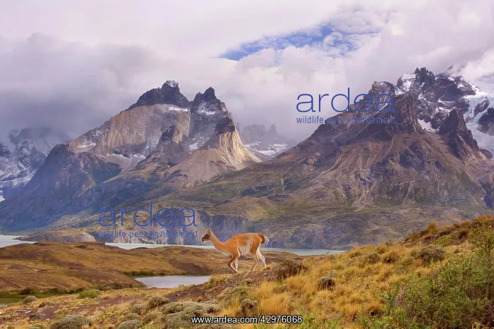 : Guanaco - single adult walking through andean mountain : Guanaco - single adult walking through andean mountain