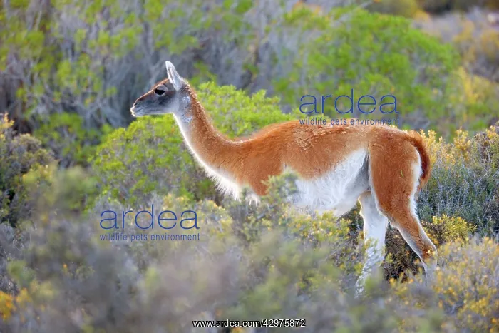 : Guanaco - single adult walking through coastal pampa : Guanaco - single adult walking through coastal pampa