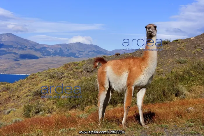 : Guanaco - single big adult bull standing on grassy : Guanaco - single big adult bull standing on grassy
