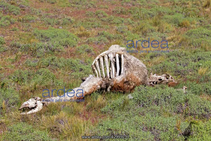 : Guanaco skeleton : Guanaco skeleton