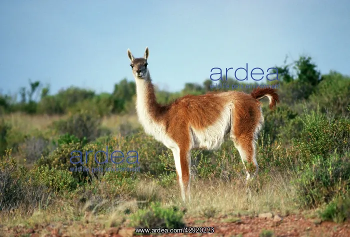 : GUANACO - Standing, side on : GUANACO - Standing, side on
