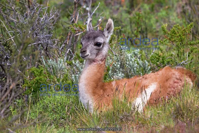 : Guanaco young : Guanaco young