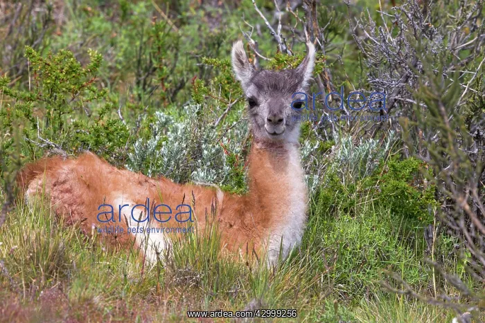 : Guanaco young : Guanaco young