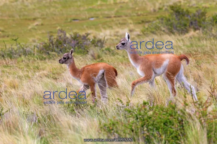 : Guanaco young : Guanaco young