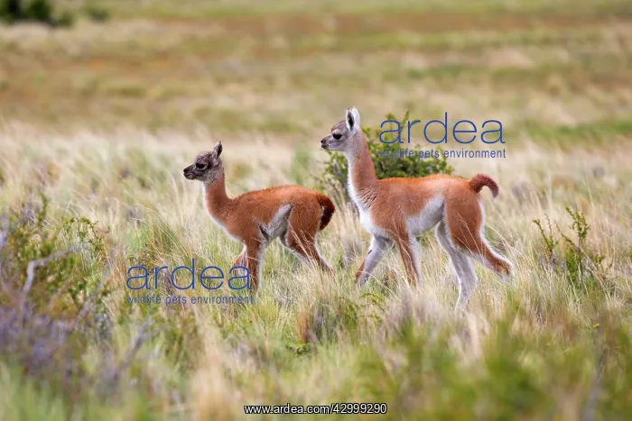  : Guanaco young