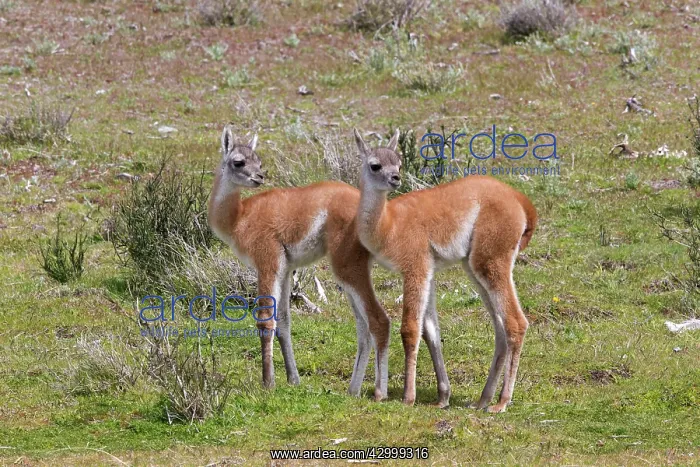 : Guanaco young : Guanaco young