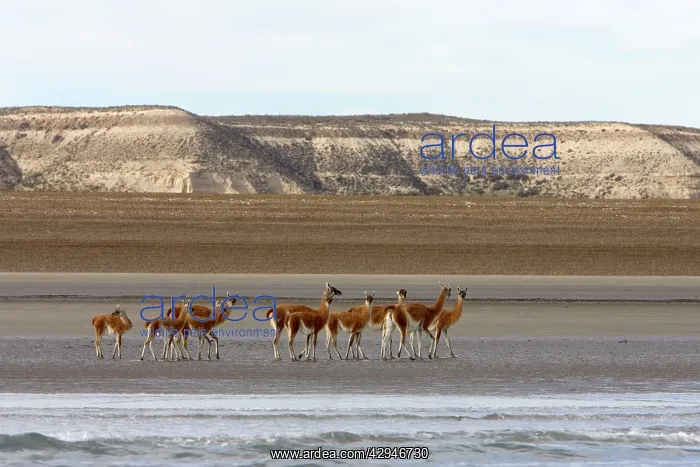  : Guanacos on a beach - Photographed from a boat