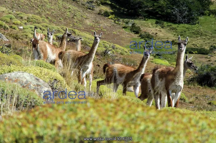  : Guanacos on grass