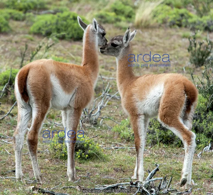  : Guanacos juveniles grooming