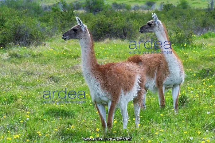 : Two guanacos (Lama guanicoe), Patagonia National : Two guanacos (Lama guanicoe), Patagonia National