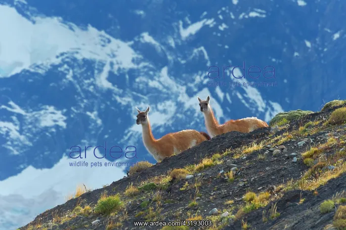 : Guanacos (Lama guanicoe) on a ridge, Torres del : Guanacos (Lama guanicoe) on a ridge, Torres del