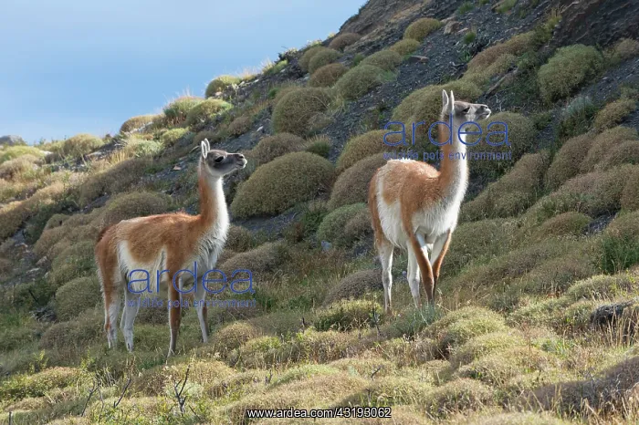 : Guanacos (Lama guanicoe), Torres del Paine National : Guanacos (Lama guanicoe), Torres del Paine National