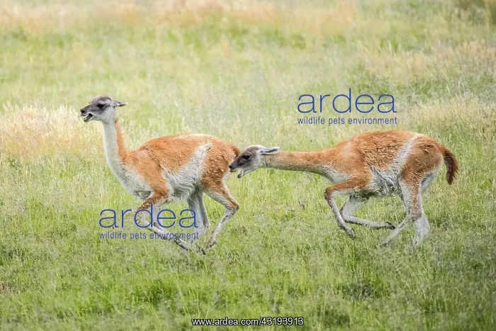 : Guanacos (Llama guanicoe), two animals hunting each : Guanacos (Llama guanicoe), two animals hunting each