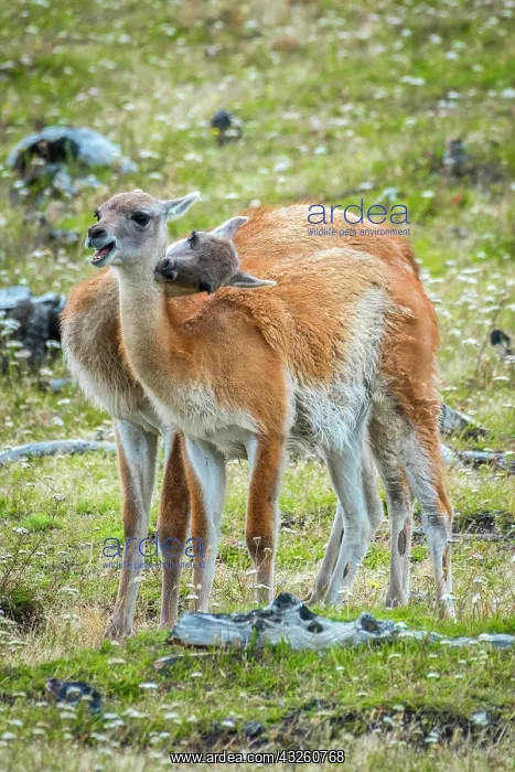 : Guanacos (Llama guanicoe), two animals in playful : Guanacos (Llama guanicoe), two animals in playful