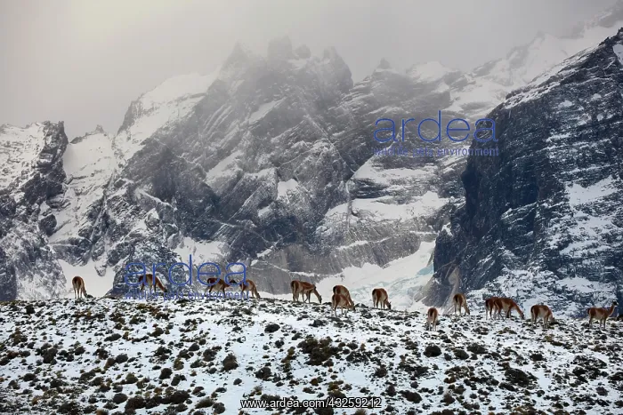 : Guanacos (Llama guanicoe), herd grazing on a snow-covered : Guanacos (Llama guanicoe), herd grazing on a snow-covered