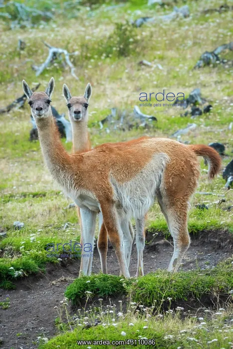 : Guanacos (Llama guanicoe), Torres del Paine National : Guanacos (Llama guanicoe), Torres del Paine National