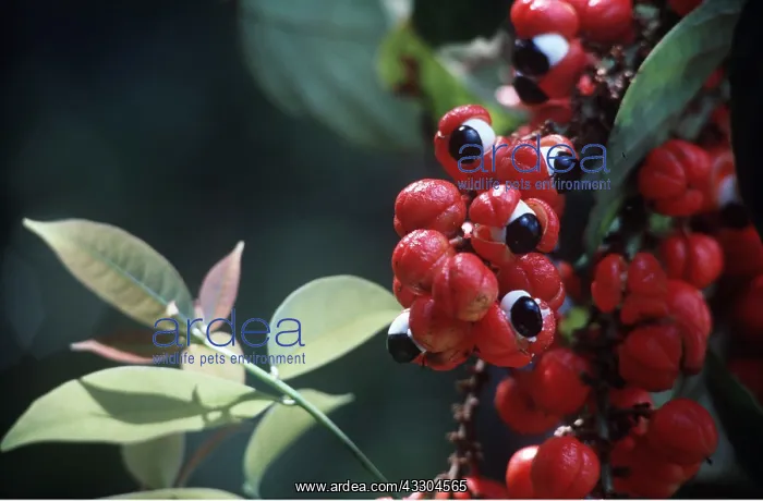 : GUARANA FRUIT : GUARANA FRUIT
