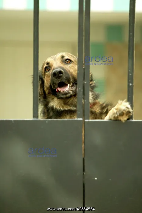  : Guard Dog - Behind gate