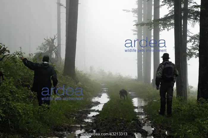 : Guard and dog looking for a Woodcock Switzerland : Guard and dog looking for a Woodcock Switzerland