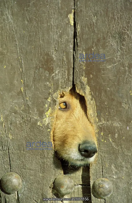 : Guard dog - Spain - A hole in a wooden door of : Guard dog - Spain - A hole in a wooden door of