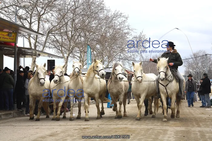 : Guardian leader of Camargue horses before a show France : Guardian leader of Camargue horses before a show France