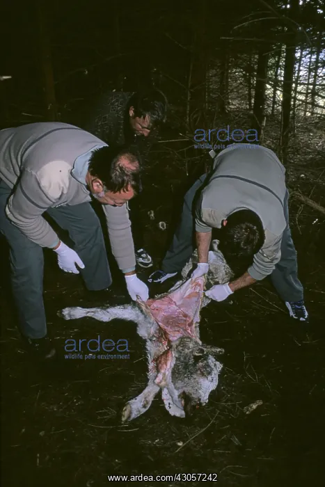 : Guards inspecting a dead calf to confirm the cause of death : Guards inspecting a dead calf to confirm the cause of death