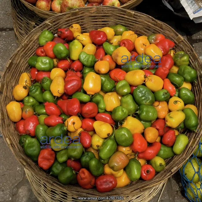  : Guatemala - basket of peppers at market