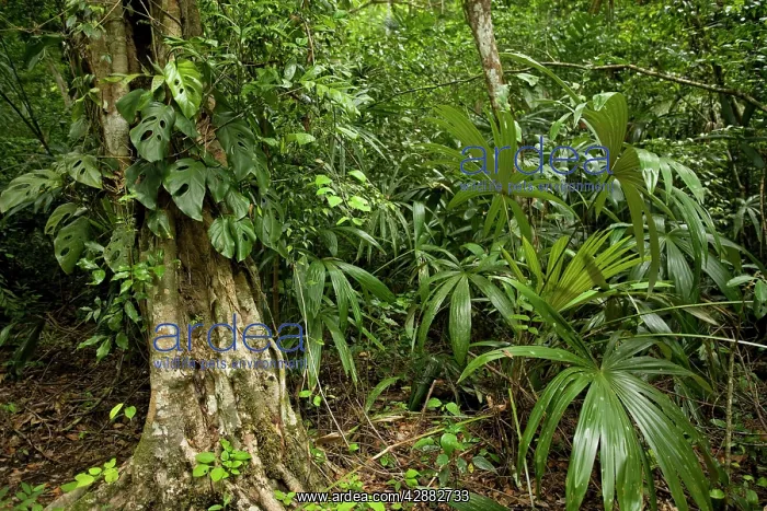  : Guatemala - rainforest
