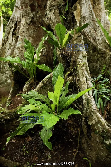  : Guatemala - rainforest plants