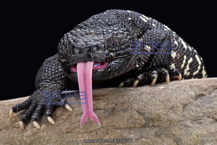 : Guatemalan beaded lizard (Heloderma charlesbogerti) : Guatemalan beaded lizard (Heloderma charlesbogerti)