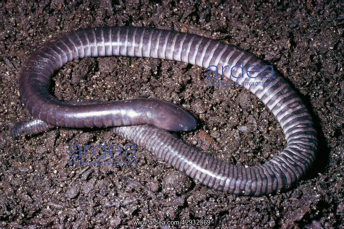 : Guatemalan Caecilian : Guatemalan Caecilian