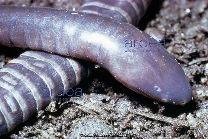 : Guatemalan CAECILIAN (Amphibia) : Guatemalan CAECILIAN (Amphibia)