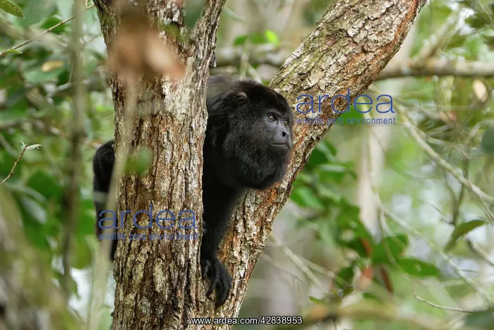 : Guatemalan Howler Monkey : Guatemalan Howler Monkey