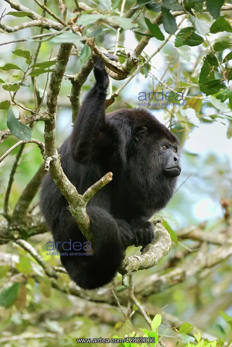 : Guatemalan Howler Monkey : Guatemalan Howler Monkey
