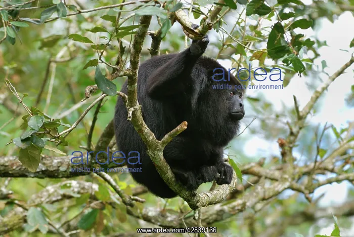 : Guatemalan Howler Monkey : Guatemalan Howler Monkey