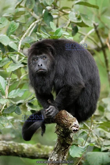: Guatemalan Howler Monkey : Guatemalan Howler Monkey
